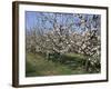 Apple Trees in Bloom, Normandie (Normandy), France-Guy Thouvenin-Framed Photographic Print