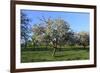 Apple-Trees in Bloom-Jurgen Ulmer-Framed Photographic Print