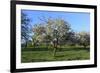 Apple-Trees in Bloom-Jurgen Ulmer-Framed Photographic Print