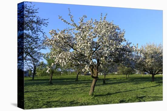 Apple-Trees in Bloom-Jurgen Ulmer-Stretched Canvas