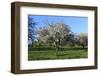 Apple-Trees in Bloom-Jurgen Ulmer-Framed Photographic Print