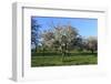 Apple-Trees in Bloom-Jurgen Ulmer-Framed Photographic Print