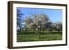 Apple-Trees in Bloom-Jurgen Ulmer-Framed Photographic Print