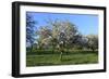 Apple-Trees in Bloom-Jurgen Ulmer-Framed Photographic Print