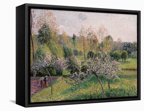 Apple Trees in Blossom, Eragny, 1895-Camille Pissarro-Framed Stretched Canvas