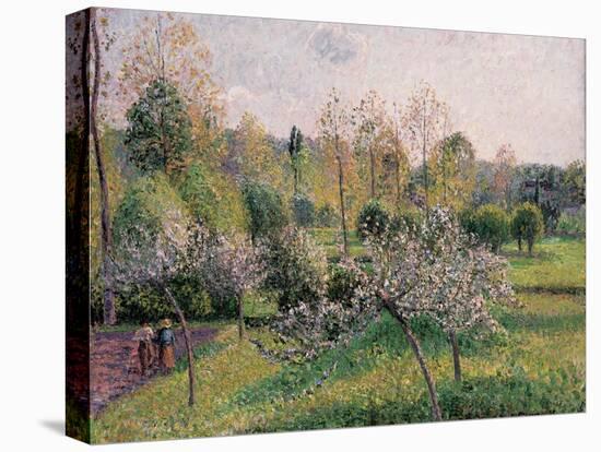 Apple Trees in Blossom, Eragny, 1895-Camille Pissarro-Stretched Canvas