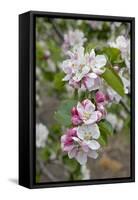 Apple Trees in Blossom in May-null-Framed Stretched Canvas