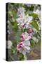 Apple Trees in Blossom in May-null-Stretched Canvas