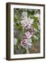 Apple Trees in Blossom in May-null-Framed Photographic Print