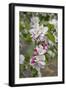 Apple Trees in Blossom in May-null-Framed Photographic Print