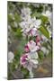 Apple Trees in Blossom in May-null-Mounted Photographic Print