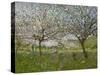 Apple Trees in Flower-Ernest Quost-Stretched Canvas