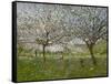 Apple Trees in Flower-Ernest Quost-Framed Stretched Canvas