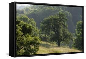 Apple Trees in Meadow, Roudenhaff, Mullerthal, Luxembourg, May 2009-Tønning-Framed Stretched Canvas