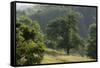 Apple Trees in Meadow, Roudenhaff, Mullerthal, Luxembourg, May 2009-Tønning-Framed Stretched Canvas