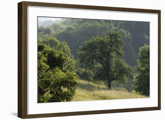 Apple Trees in Meadow, Roudenhaff, Mullerthal, Luxembourg, May 2009-Tønning-Framed Photographic Print