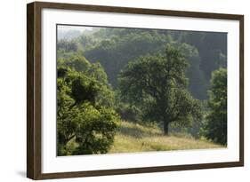 Apple Trees in Meadow, Roudenhaff, Mullerthal, Luxembourg, May 2009-Tønning-Framed Photographic Print