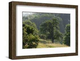 Apple Trees in Meadow, Roudenhaff, Mullerthal, Luxembourg, May 2009-Tønning-Framed Photographic Print