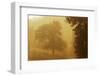 Apple Trees in Morning Mist, Roudenhaff, Mullerthal, Luxembourg, May 2009-Tønning-Framed Photographic Print