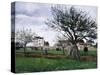 Apple Trees in Pontoise-Camille Pissarro-Stretched Canvas