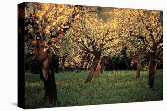 Apple Trees In The Sunset-null-Stretched Canvas