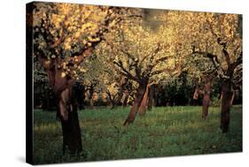 Apple Trees In The Sunset-null-Stretched Canvas