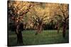 Apple Trees In The Sunset-null-Stretched Canvas