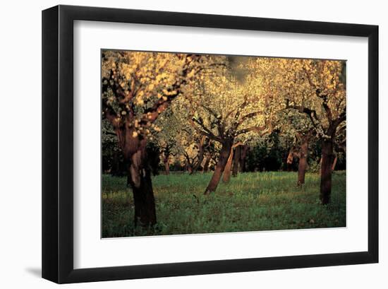 Apple Trees In The Sunset-null-Framed Art Print