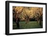 Apple Trees In The Sunset-null-Framed Art Print