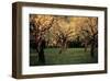 Apple Trees In The Sunset-null-Framed Art Print