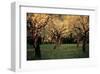 Apple Trees In The Sunset-null-Framed Art Print