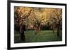 Apple Trees In The Sunset-null-Framed Art Print