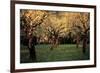 Apple Trees In The Sunset-null-Framed Art Print