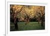 Apple Trees In The Sunset-null-Framed Art Print