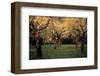 Apple Trees In The Sunset-null-Framed Art Print