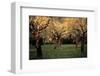 Apple Trees In The Sunset-null-Framed Art Print