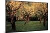 Apple Trees In The Sunset-null-Mounted Art Print