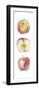 Apple Trio-Kristine Hegre-Framed Giclee Print