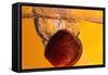 Apple Underwater-Gordon Semmens-Framed Stretched Canvas