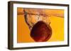 Apple Underwater-Gordon Semmens-Framed Photographic Print