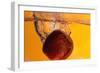 Apple Underwater-Gordon Semmens-Framed Photographic Print