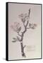 Apple, Walberswick, 1915-Charles Rennie Mackintosh-Framed Stretched Canvas