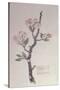 Apple, Walberswick, 1915-Charles Rennie Mackintosh-Stretched Canvas