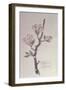 Apple, Walberswick, 1915-Charles Rennie Mackintosh-Framed Premium Giclee Print