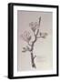 Apple, Walberswick, 1915-Charles Rennie Mackintosh-Framed Premium Giclee Print