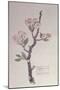 Apple, Walberswick, 1915-Charles Rennie Mackintosh-Mounted Premium Giclee Print