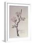 Apple, Walberswick, 1915-Charles Rennie Mackintosh-Framed Giclee Print