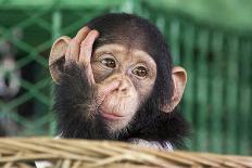 Chimpanzee Sleeping-apple2499-Photographic Print