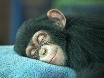 Chimpanzee Sleeping-apple2499-Photographic Print