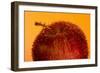 Apple-Gordon Semmens-Framed Photographic Print